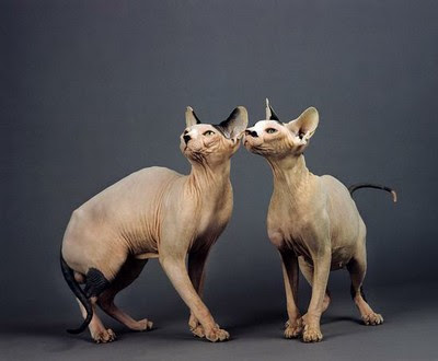 sphinx-cats.jpg