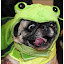 Elliot at Halloween...Elliot, who is owned by Allison Snider proudly displayed his costume at a Halloween party for pug dog owners among teachers, staff and friends at Riverside Elementary School in Brainerd, MN Oct 28, 2010. The group meets twice a year and the fall meeting features a costume party of the dogs. (AP Photo/Brainerd Dispatch, Steve Kohls