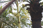 The stalk is topped with a cyme of big yellow flowers that may reach up to 26-feet in height!  The leaves also have strong fibers that have been made into rope, coarse cloth, and even used for embroidery.