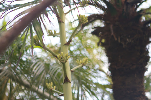 The stalk is topped with a cyme of big yellow flowers that may reach up to 26-feet in height! The leaves also have strong fibers that have been made into rope, coarse cloth, and even used for embroidery. The stalk is topped with a cyme of big yellow flowers that may reach up to 26-feet in height! The leaves also have strong fibers that have been made into rope, coarse cloth, and even used for embroidery.