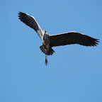 IMG_0879.JPG
