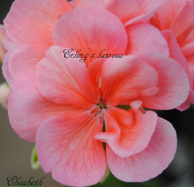 [pelargonium%2520i%2520mai%2520118%255B4%255D.jpg]