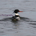 Red-breasted merganser