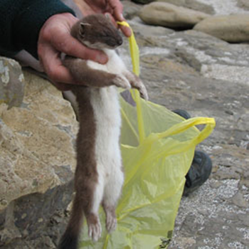 Small mammals, such as the stoat pictured here, continue to threaten wildlife in New Zealand today. Photo: Anita363 / Flickr