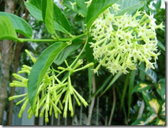 Arumdalu (Cestrum nocturnum) Arumdalu (Cestrum nocturnum)