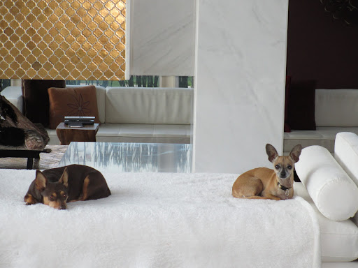 Guppy and brother Joe resting fireside.