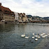 Swans in Luzern Pgphoto