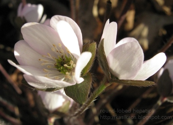 [round-lobed-hepatica272%255B4%255D.jpg]