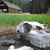 Scenic Selway Bitterroot Wilderness - CIMG0311.JPG
