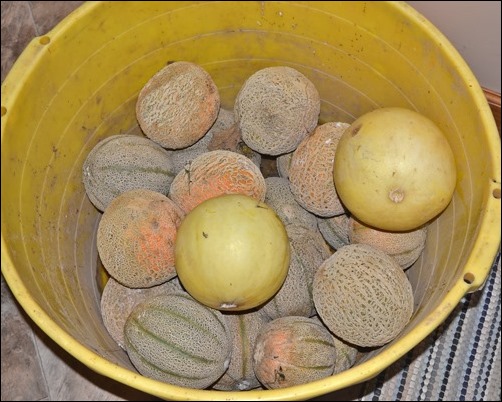 cantaloupes and honeydew melons cantaloupes and honeydew melons