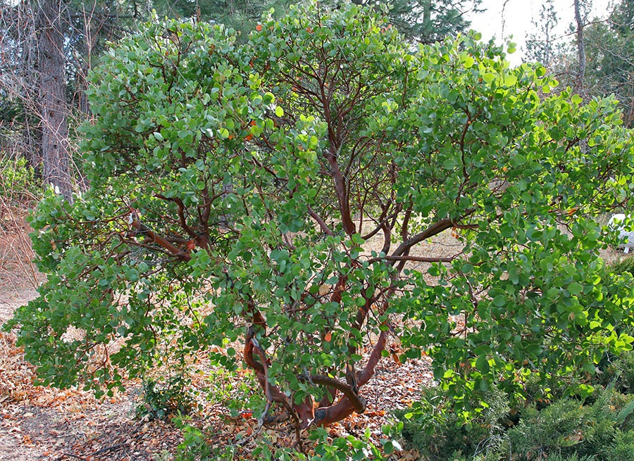 [111226_Arctostaphylos-patula_24%255B7%255D.jpg]