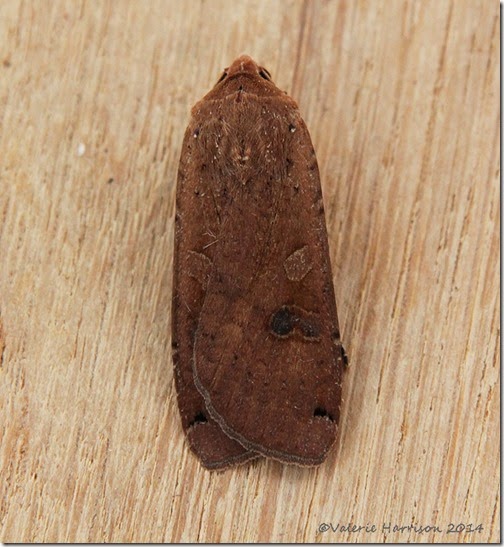 Large-Yellow-Underwing-1 Large-Yellow-Underwing-1