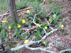 cactus plants in bloom