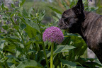 Well, Sharkey, I see that the allium have opened up.  These show-stopping globes are in the onion family.