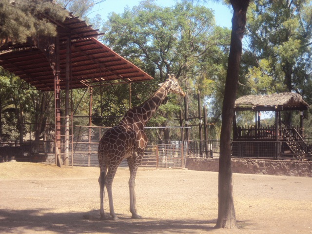 [zoo107.jpg]