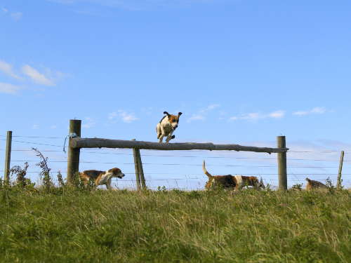 Hounds over spar
