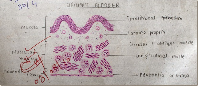 Urinary Bladder high resolution histology diagram