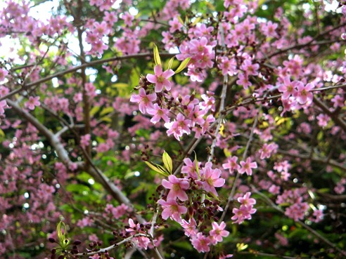 philippine cherry blossom, sakura, flower, samar