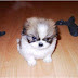 funny-animals-63.jpg