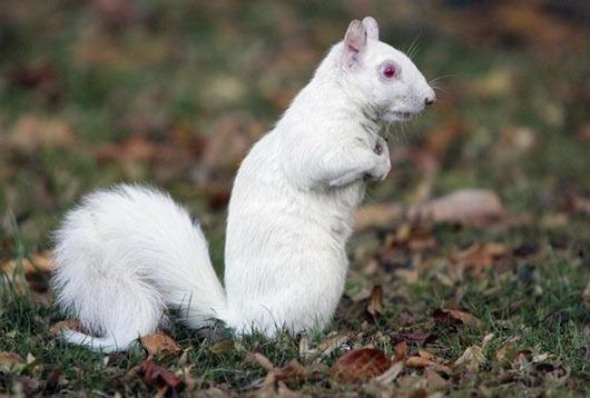 albino-squirrel_1501531i