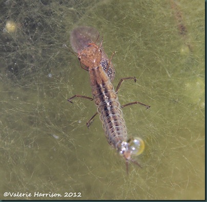 great-diving-beetle-larva