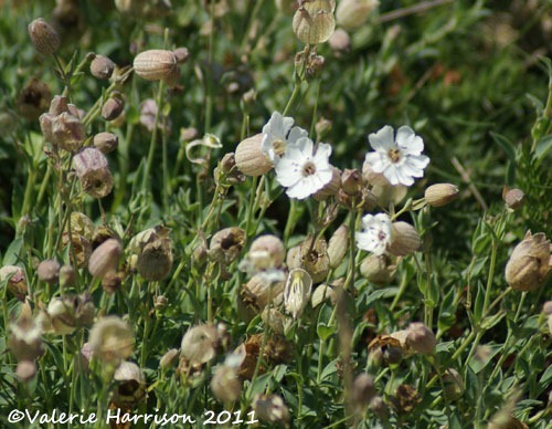 [22-sea-campion%255B2%255D.jpg]