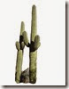 cactus 3 jpeg 1