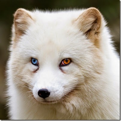 gatos y perros con un ojo diferente cosasdivertidas net (9) gatos y perros con un ojo diferente cosasdivertidas net (9)