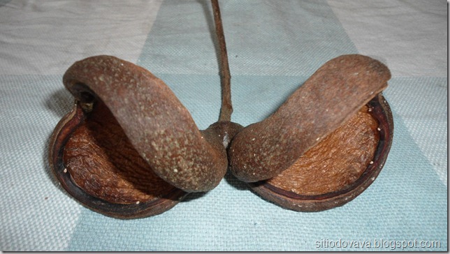 Frutos da castanhola Frutos da castanhola