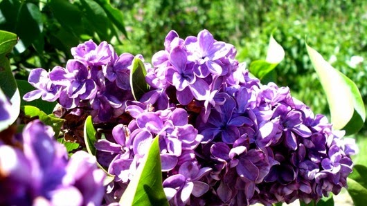 lilac05