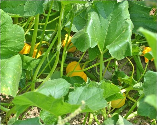 gourds