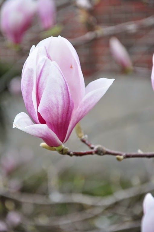 [magnolia_flower%255B4%255D.jpg]