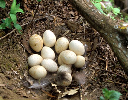 When turkey mating is finished, females search for nest sites. Their nests are shallow dirt depressions engulfed with woody vegetation. When turkey mating is finished, females search for nest sites. Their nests are shallow dirt depressions engulfed with woody vegetation.