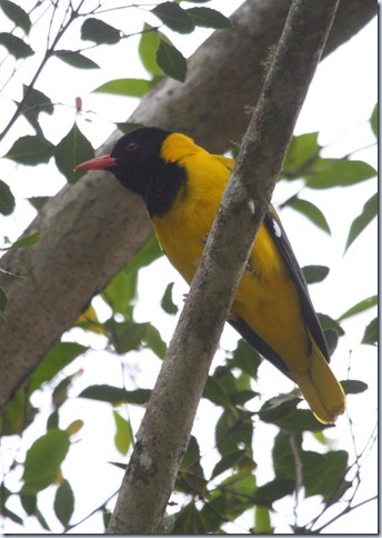 black-headed_oriole