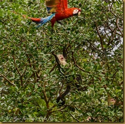 White-faced Monkey and Scarlet Macaw