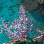 Weich-Koralle bei Similan