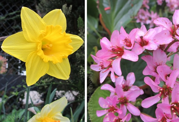 2014 March 24 spring time flowers photograph daffodil elephant ears