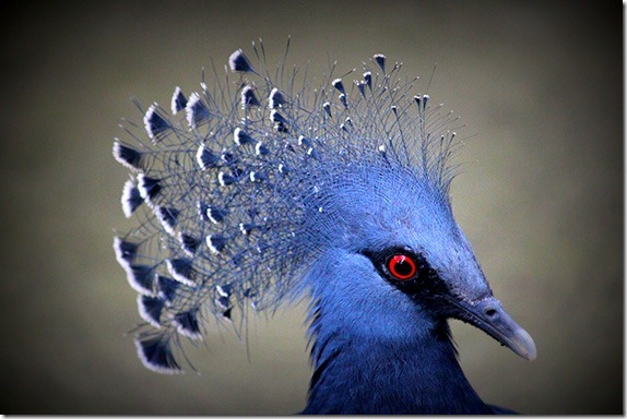 better-bird-photography-6 better-bird-photography-6