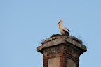 Storch auf dem Dammgut Ritterhude