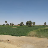 Dongola - Agriculture en bord du Nil.JPG