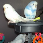 Shinook, Shasta & Coco July7-09 Shast, Coco & Shinook.jpg