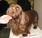 Sussex Spaniel