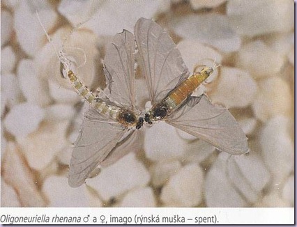 clip_image004 clip_image004