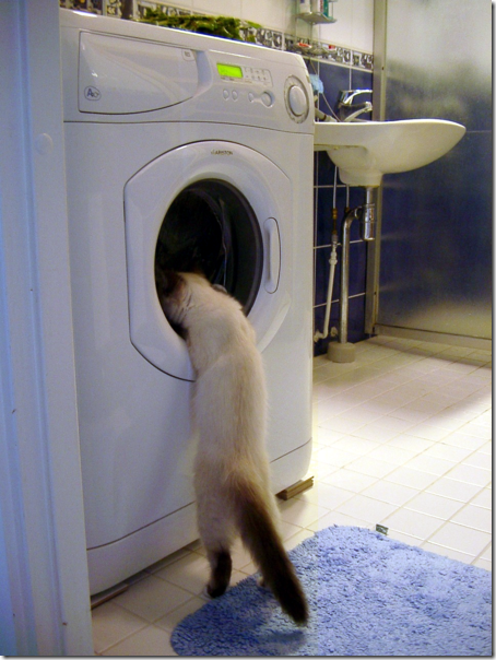 gatos lavadora (1)