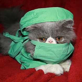 According to Dr. Purr, According to Dr. Purr,