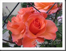 IMG_2118 IMG_2118