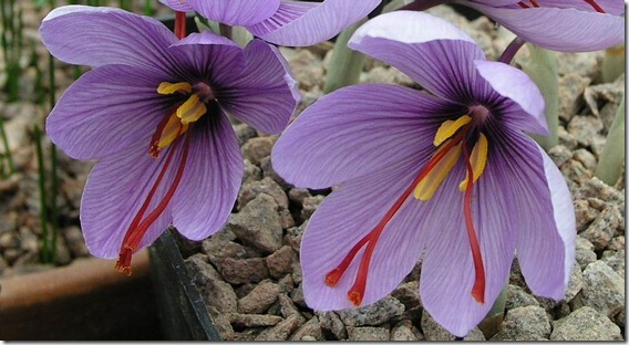 Crocus sativus_thumb[1]