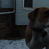 Breezy in the Snow - Winter 2008