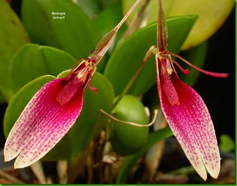 OR Restrepia-dodsonii