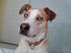 GONA con su carita de ángel y esos ojos hermosos felizmente adoptada